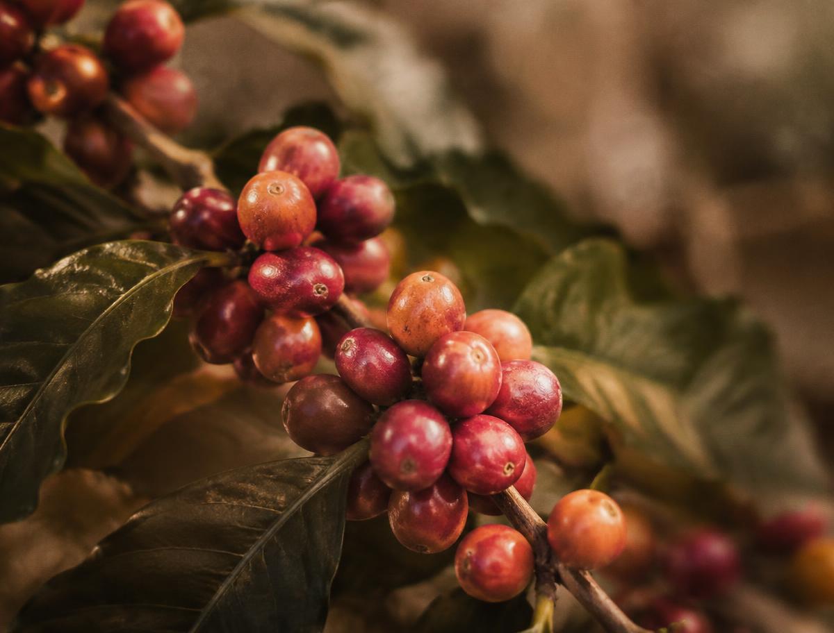 Cerezas rosadas y naranjas del raro Bourbon Rosado en la mata